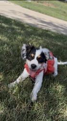 Lost Female Dog last seen Gardendale rd and Loma Verde Way, Sacramento, CA 95822