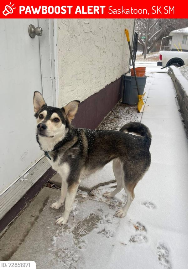Lost Female Dog last seen Hudson Bay park, Saskatoon, SK S7M