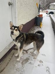 Lost Female Dog last seen Hudson Bay park, Saskatoon, SK S7M