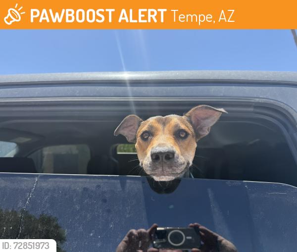 Found/Stray Female Dog last seen Southern and dorsey, Tempe, AZ 85282