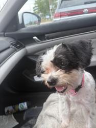 Found/Stray Female Dog last seen Chicken rd , Fayetteville, NC 28303