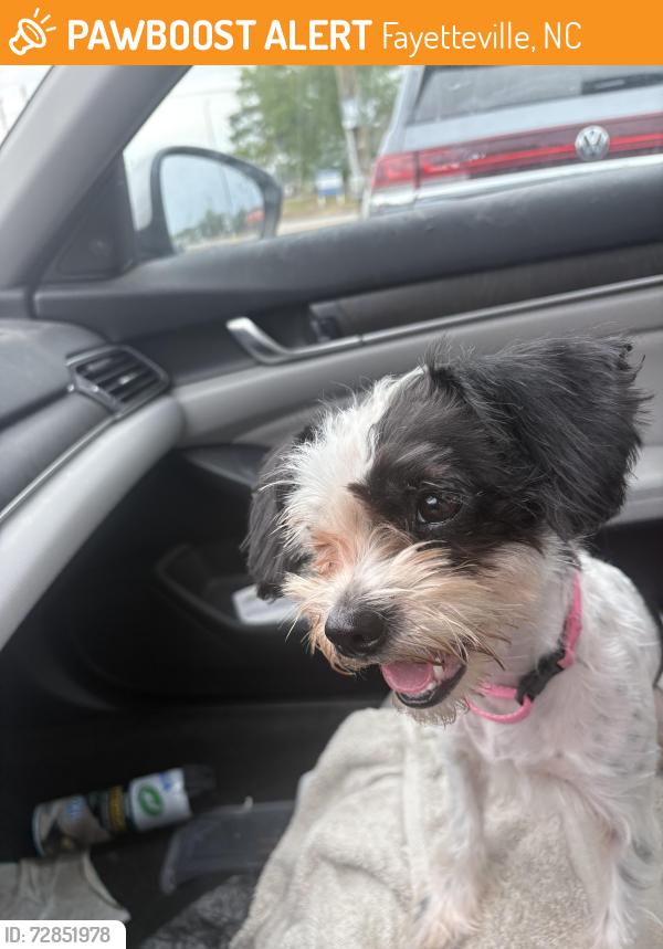 Found/Stray Female Dog last seen Chicken rd , Fayetteville, NC 28303