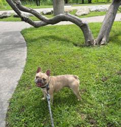 Lost Male Dog last seen Kirk Ln , Burleson, TX 76028