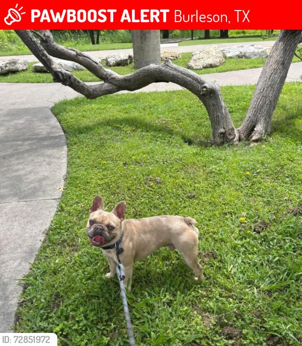 Lost Male Dog last seen Kirk Ln , Burleson, TX 76028