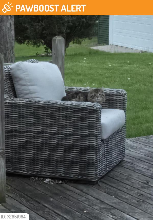 Found/Stray Unknown Cat last seen Sashabaw & Pelton, Village of Clarkston, MI 48346