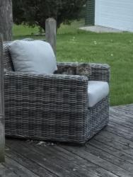 Found/Stray Unknown Cat last seen Sashabaw & Pelton, Village of Clarkston, MI 48346