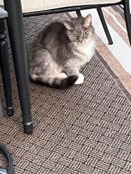 Found/Stray Unknown Cat last seen US 31S and Whiteland Rd, Whiteland IN, Whiteland, IN 46184