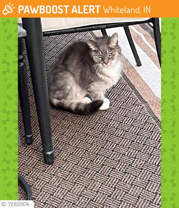 Found/Stray Unknown Cat last seen US 31S and Whiteland Rd, Whiteland IN, Whiteland, IN 46184