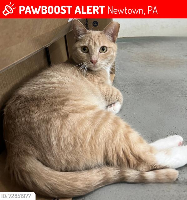 Lost Female Cat last seen Windy Bush Rd, Newtown, PA 18940, Newtown, PA 18940