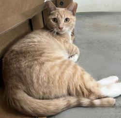 Lost Female Cat last seen Windy Bush Rd, Newtown, PA 18940, Newtown, PA 18940