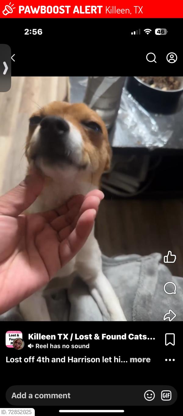 Lost Male Dog last seen 4th & Harrison , Killeen, TX 76541