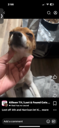 Lost Male Dog last seen 4th & Harrison , Killeen, TX 76541