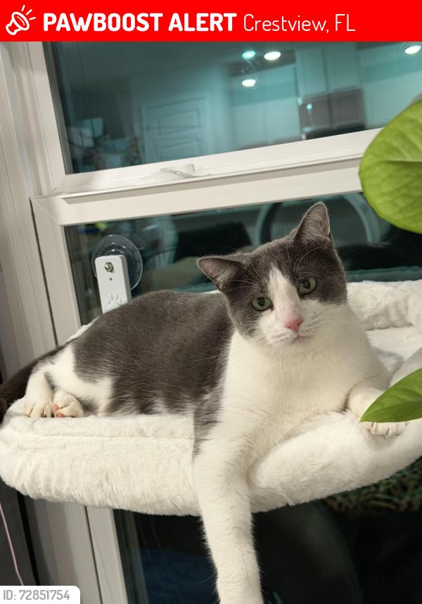 Lost Male Cat last seen Near NAVAL CT, Crestview, FL 32539