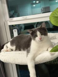 Lost Male Cat last seen Near NAVAL CT, Crestview, FL 32539