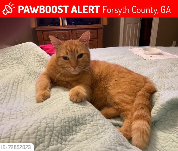 Lost Male Cat last seen Meadow Creek Drive and Hubert Martin Road., Forsyth County, GA 30028