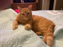 Lost Male Cat last seen Meadow Creek Drive and Hubert Martin Road., Forsyth County, GA 30028