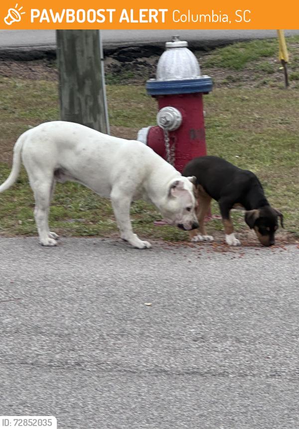 Found/Stray Unknown Dog last seen Berkshire Road and Scotsman Road, Columbia, SC 29223
