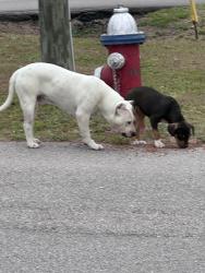 Found/Stray Unknown Dog last seen Berkshire Road and Scotsman Road, Columbia, SC 29223