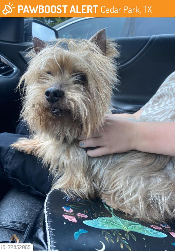 Found/Stray Male Dog last seen Block hse creek, Cedar Park, TX 78641
