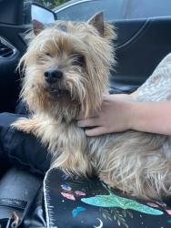 Found/Stray Male Dog last seen Block hse creek, Cedar Park, TX 78641