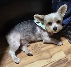Lost Male Dog last seen McKenzie st, Cantonment, FL 32533