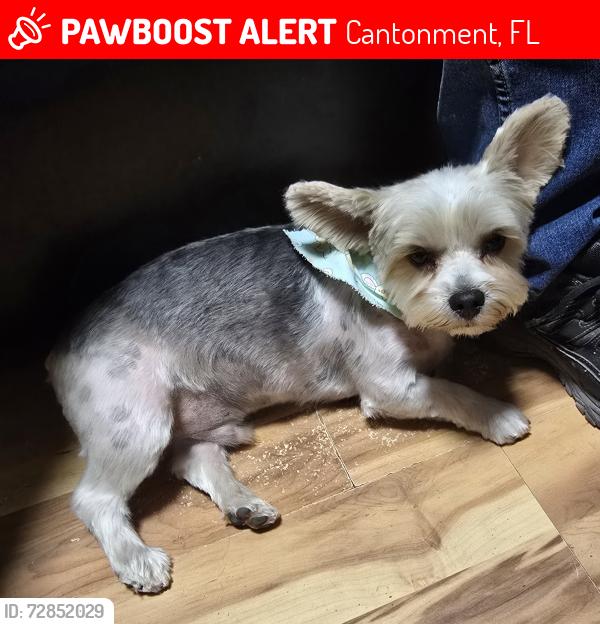 Lost Male Dog last seen McKenzie st, Cantonment, FL 32533