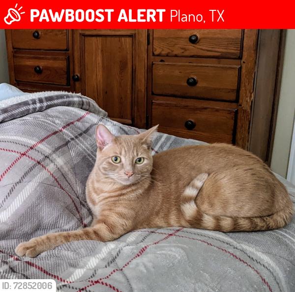 Lost Male Cat last seen near Hickey Elementary School and Stoney Hollow Park, Plano, TX 75074