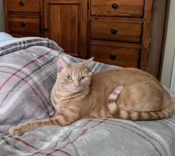 Lost Male Cat last seen near Hickey Elementary School and Stoney Hollow Park, Plano, TX 75074