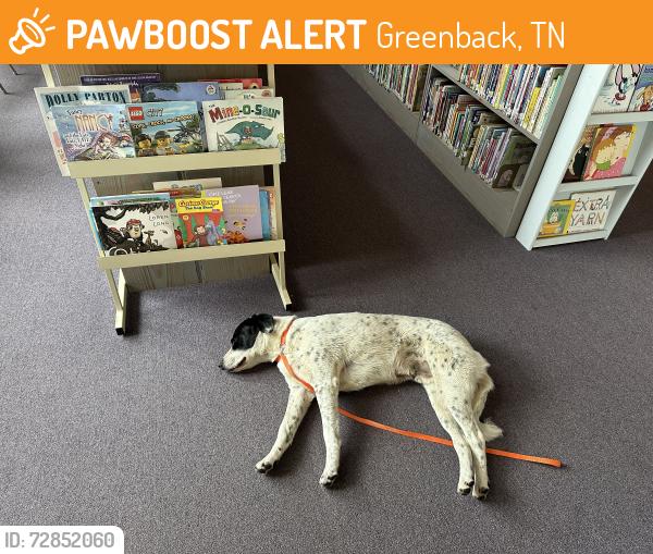 Found/Stray Male Dog last seen Hwy 95 S, Greenback, TN 37742
