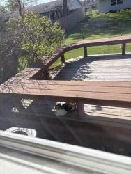 Found/Stray Unknown Cat last seen Avalon addition , Fort Wayne, IN 46819