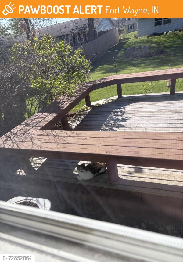Found/Stray Unknown Cat last seen Avalon addition , Fort Wayne, IN 46819