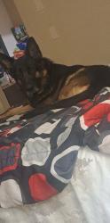Lost Female Dog last seen Near State route 410 naches wa 98937, Naches, WA 98937
