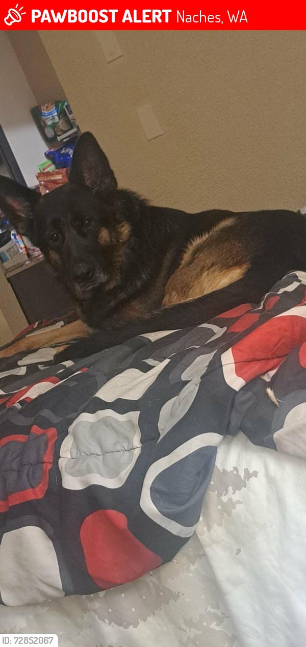 Lost Female Dog last seen Near State route 410 naches wa 98937, Naches, WA 98937