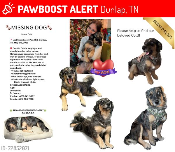 Lost Male Dog last seen Dunlap, tn, Dunlap, TN 37327