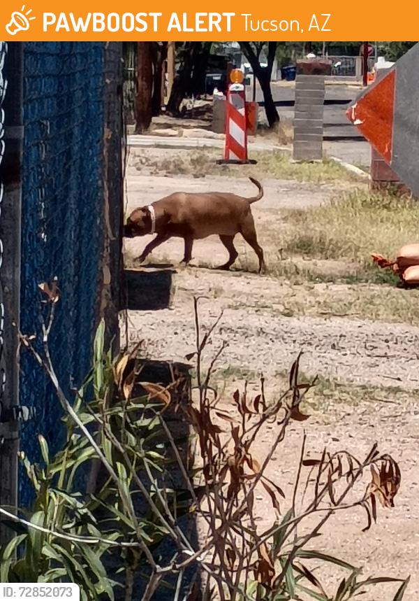 Found/Stray Unknown Dog last seen Alvernon , Tucson, AZ 85712
