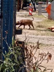 Found/Stray Unknown Dog last seen Alvernon , Tucson, AZ 85712