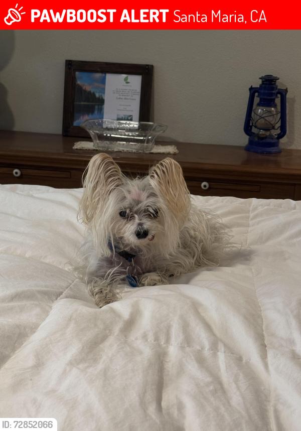 Lost Male Dog last seen Near Donavan & Lynn, Santa Maria, CA 93454