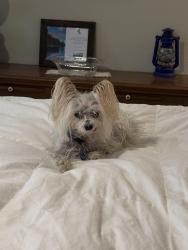 Lost Male Dog last seen Near Donavan & Lynn, Santa Maria, CA 93454