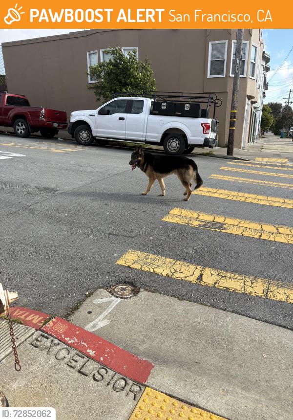 Found/Stray Male Dog last seen Excelsior , San Francisco, CA 94134