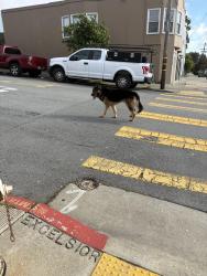 Found/Stray Male Dog last seen Excelsior , San Francisco, CA 94134