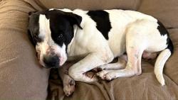 Found/Stray Male Dog last seen N. Franklin Rd and E. 16th Street. Near Pleasant Run Elementary School, Indianapolis, IN 46219