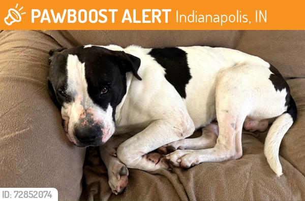 Found/Stray Male Dog last seen N. Franklin Rd and E. 16th Street. Near Pleasant Run Elementary School, Indianapolis, IN 46219