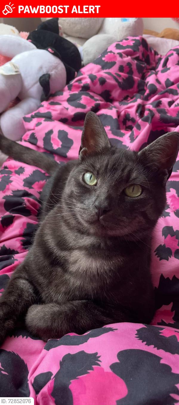 Lost Male Cat last seen Melba way, Greater London, England SE13 7QY
