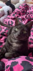 Lost Male Cat last seen Melba way, Greater London, England SE13 7QY