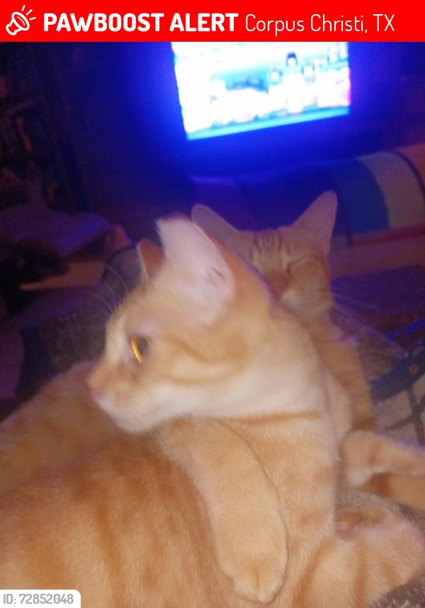 Lost Male Cat last seen Solar ests  on Moon Beam TR , Corpus Christi, TX 78409