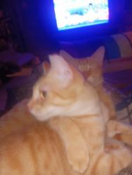 Lost Male Cat last seen Solar ests  on Moon Beam TR , Corpus Christi, TX 78409
