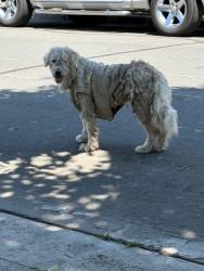 Found/Stray Unknown Dog last seen W Burnett St & Gale Ave 90810 , Long Beach, CA 90810