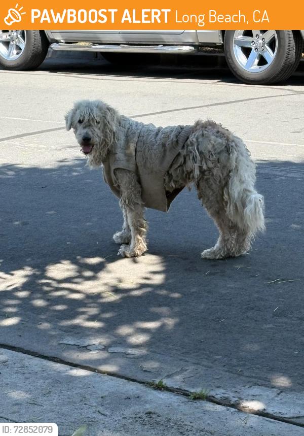 Found/Stray Unknown Dog last seen W Burnett St & Gale Ave 90810 , Long Beach, CA 90810