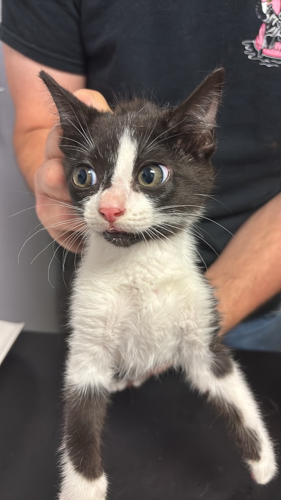 Shelter Stray Female Cat last seen Bexar County, New Braunfels, TX 78130