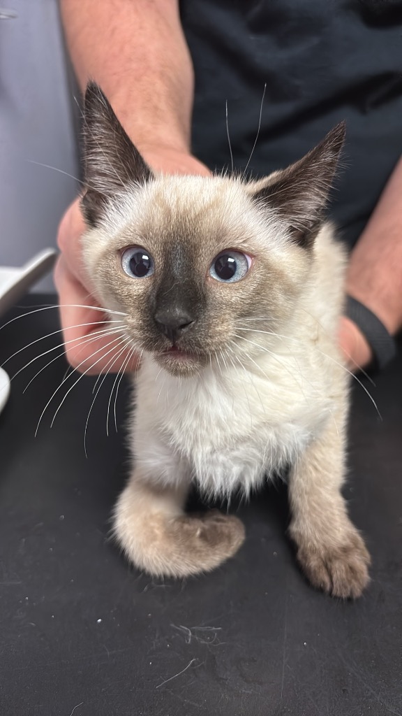 Shelter Stray Male Cat last seen Bexar County, New Braunfels, TX 78130